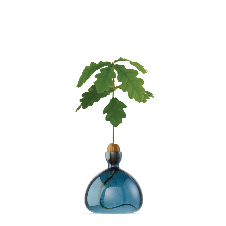 Blue glass vase with a plant on a white background