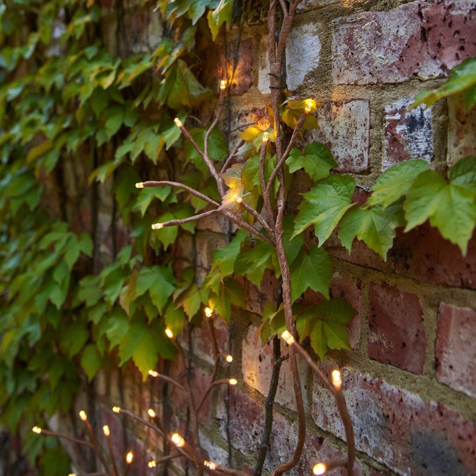 Ivy Light Chain