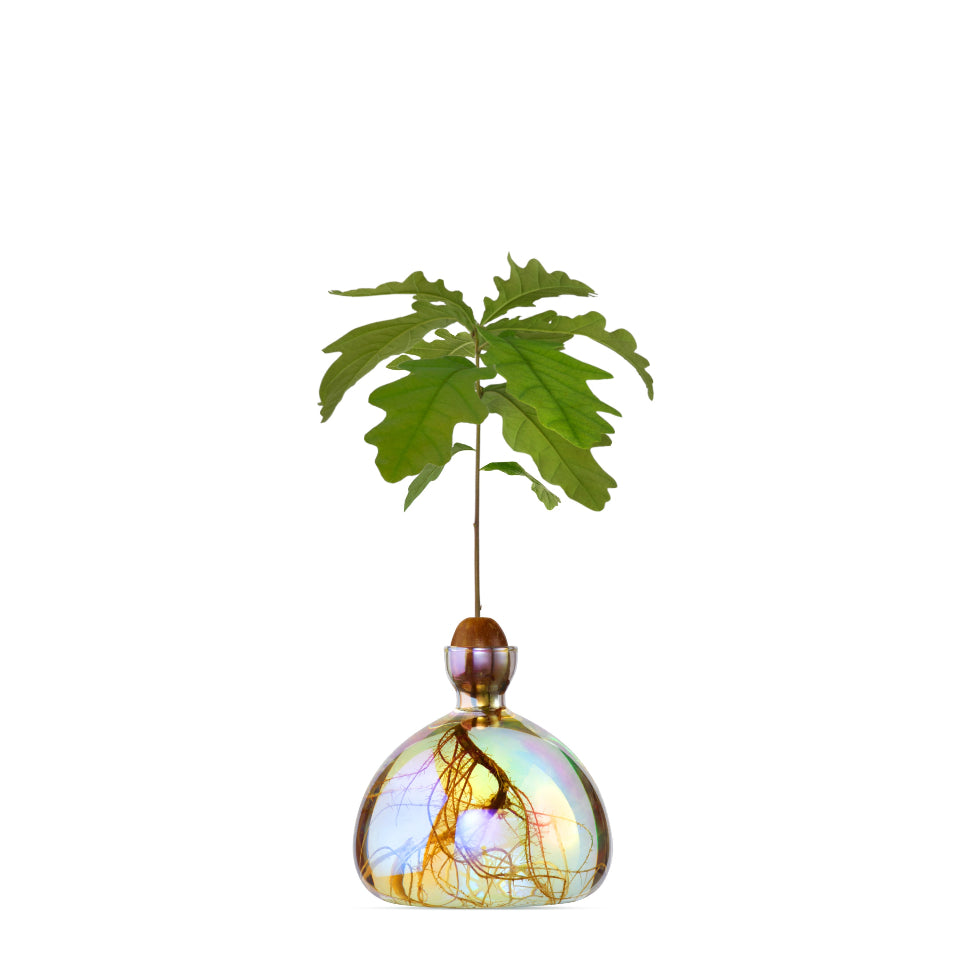  plant in a glass container with a colorful exterior on a white background