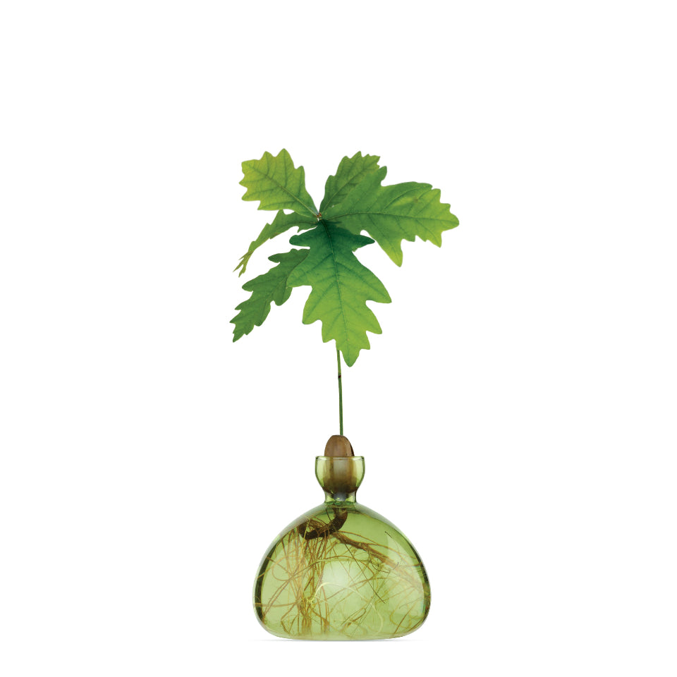 glass  vase with an acorn sprouting with green leaves on a white background