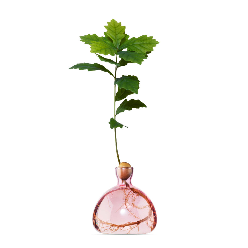 Pink glass vase with a plant on a white background