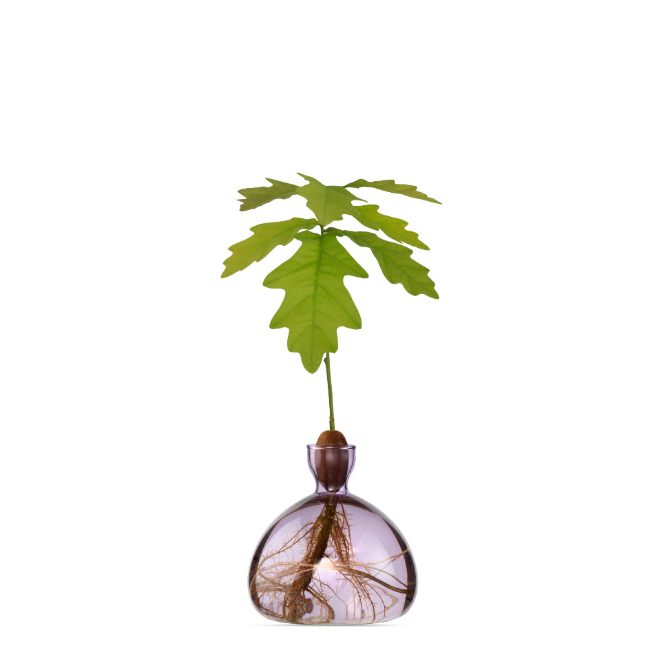 Glass vase with a small plant on a white background